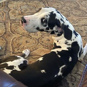 Meet your Posher, Eli